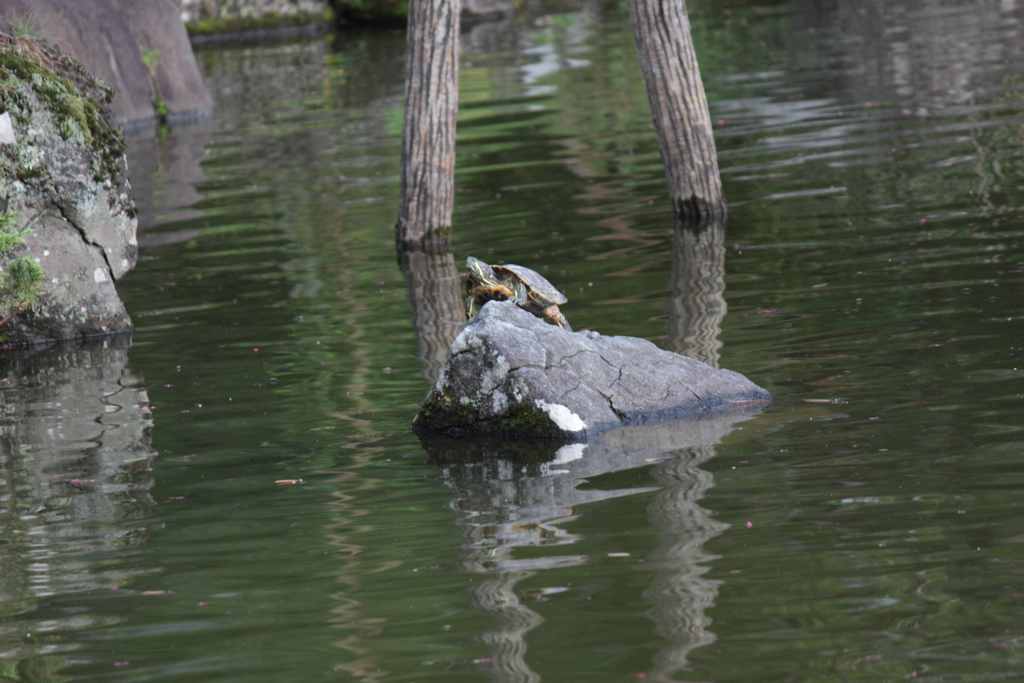 亀は何を思う