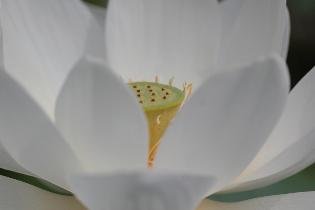 Lotus（3）