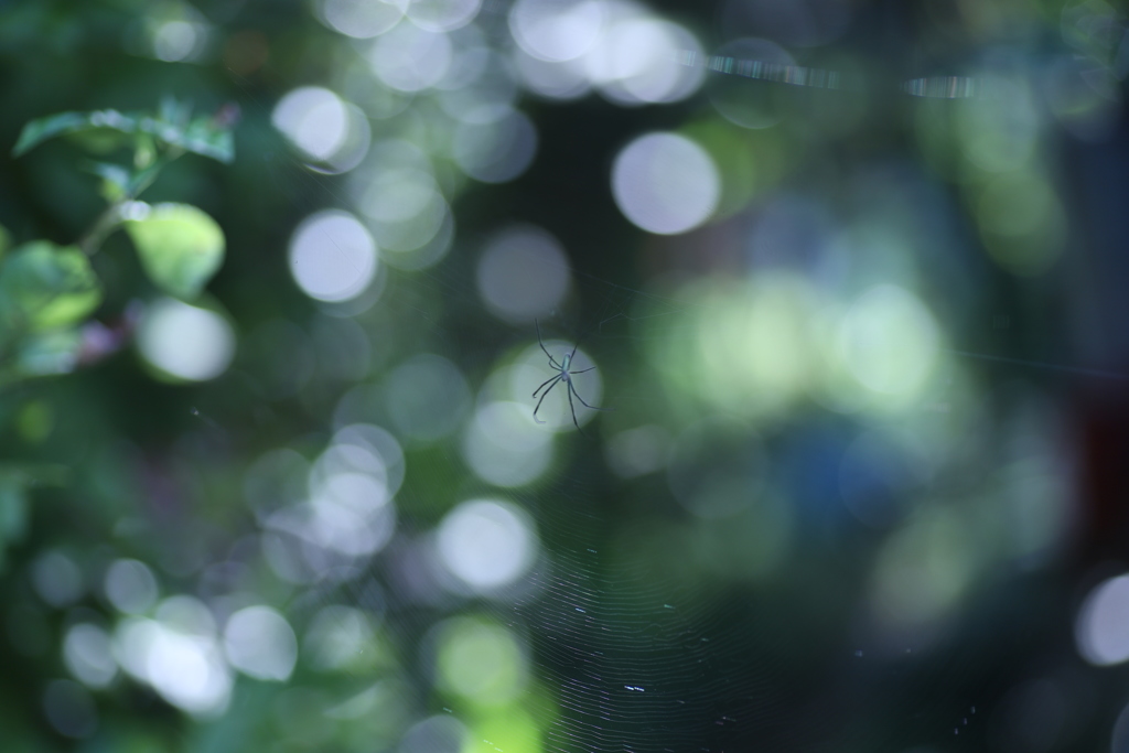 Spider（蜘蛛注意）