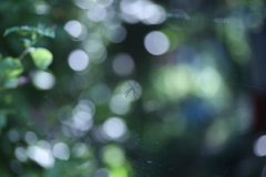 Spider（蜘蛛注意）