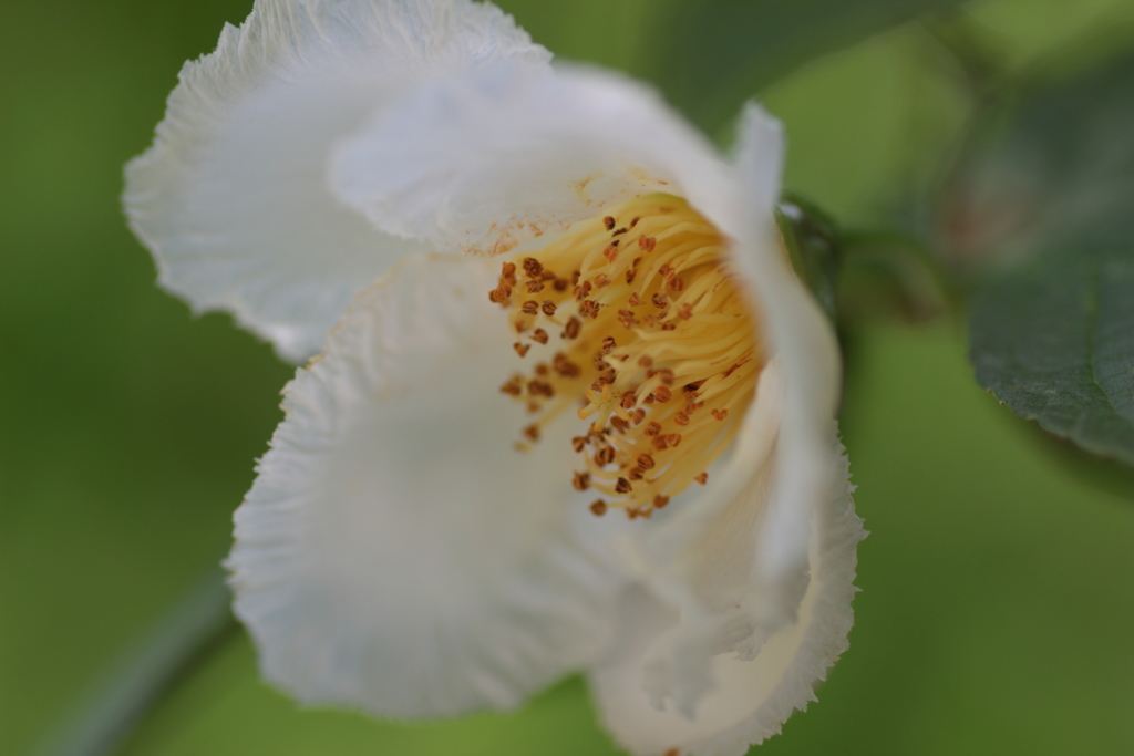 沙羅双樹の花の色