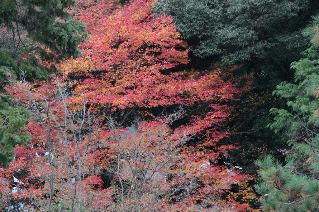 紅葉を探しに（2）