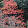 紅葉を探しに（2）