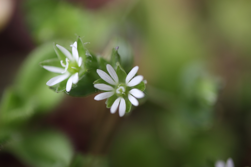 ひとすじの気持ち（2）