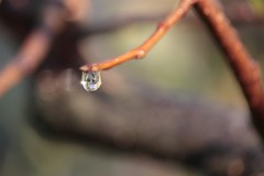 雫（12）