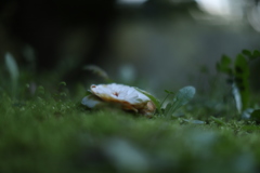 土に還る