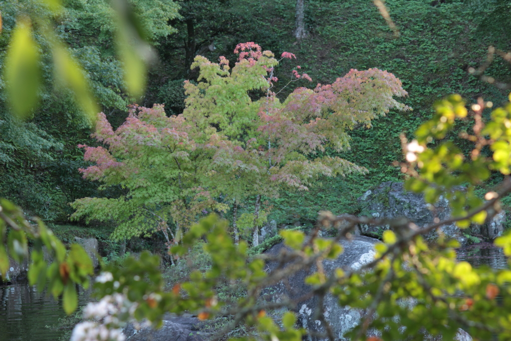 秋色ほんのり（1）