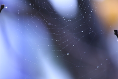 雨