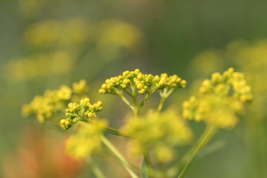 切ないときめき