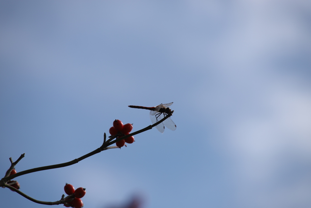 秋の空に