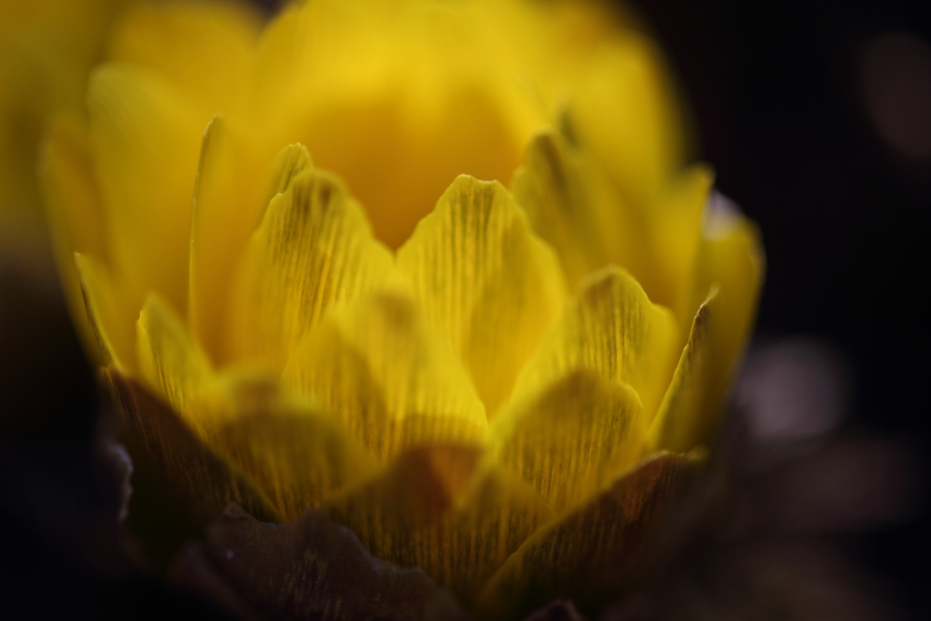 幸福の黄色いはな