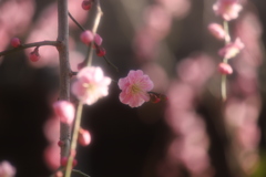 早春の夢
