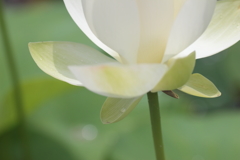 Lotus（2）