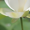 Lotus（2）