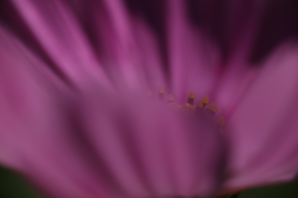 秋桜