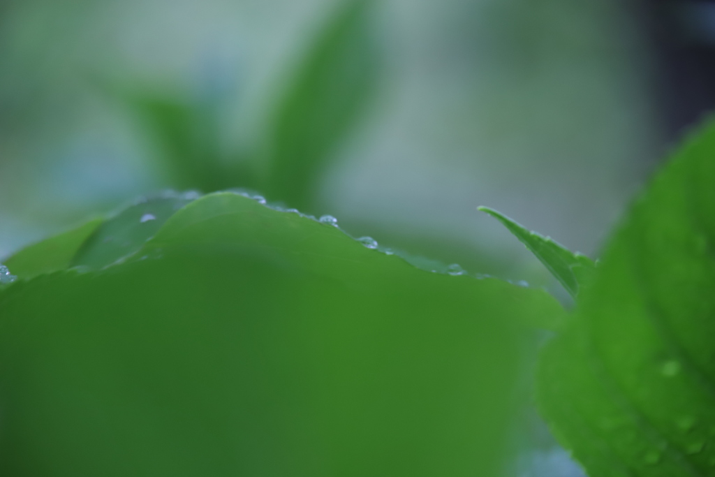 雫