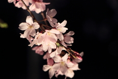 夜桜