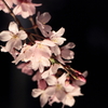 夜桜