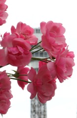 薔薇のある風景