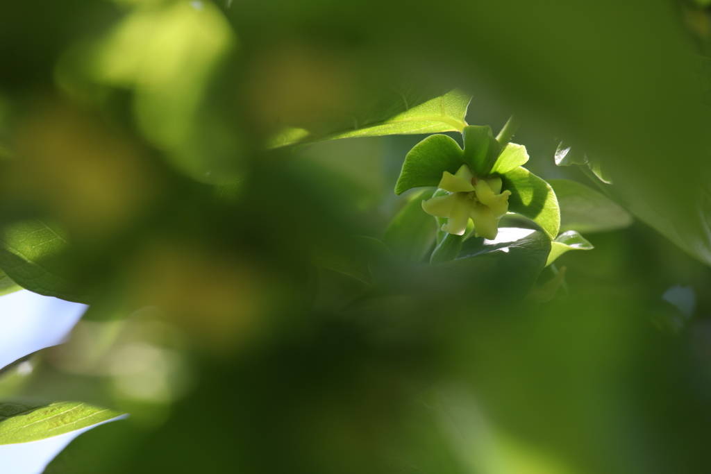 柿の花