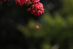 夏が散る