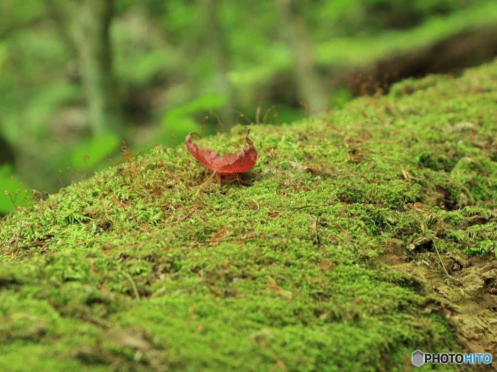 三頭山にて（6）
