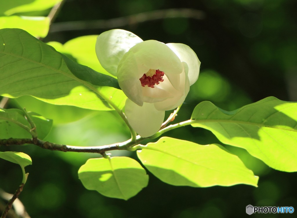 三頭山にて（1）