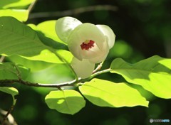 三頭山にて（1）