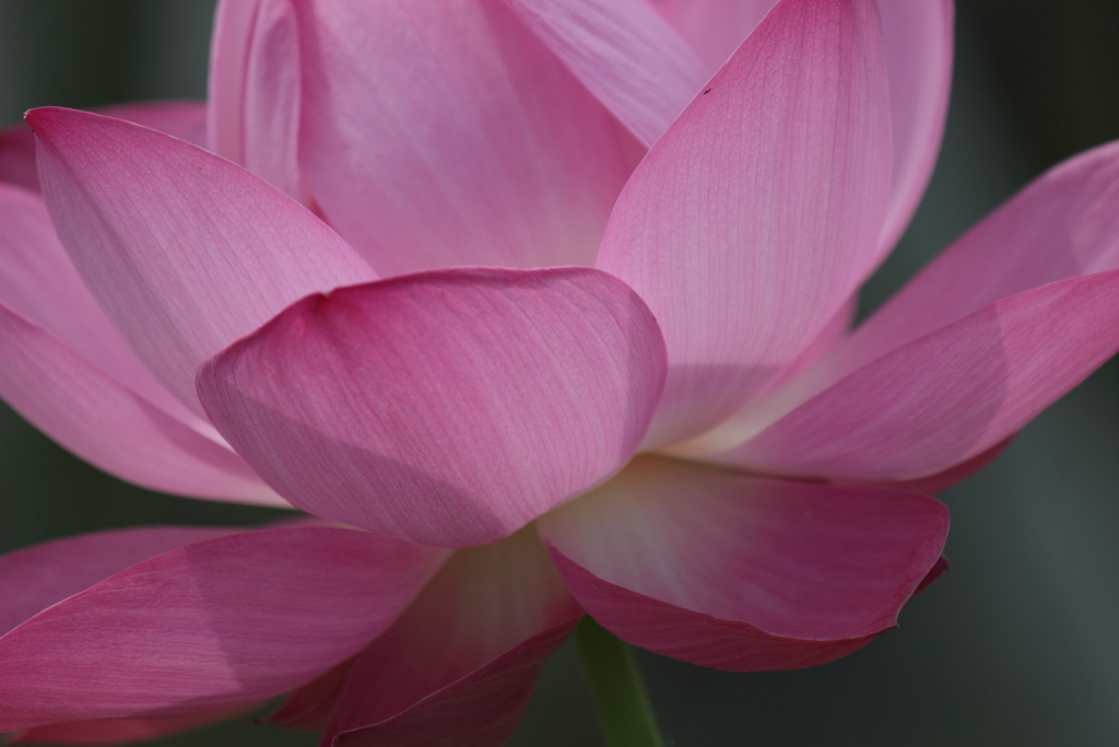 水芙蓉