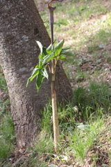 僕はここにいます