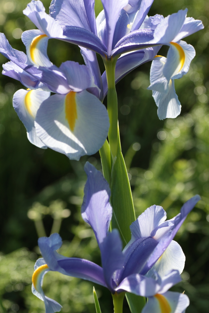 Iris(6)