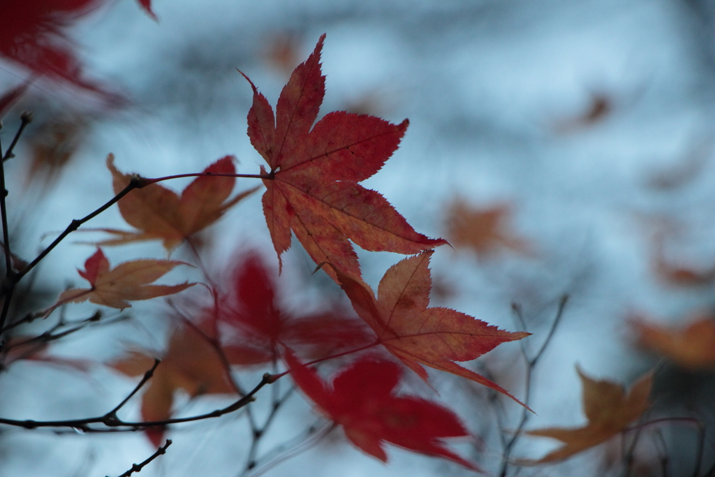 紅葉を探しに（3）