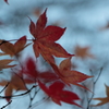 紅葉を探しに（3）