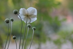 夏と冬の間に