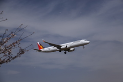 桜と飛行機（1）