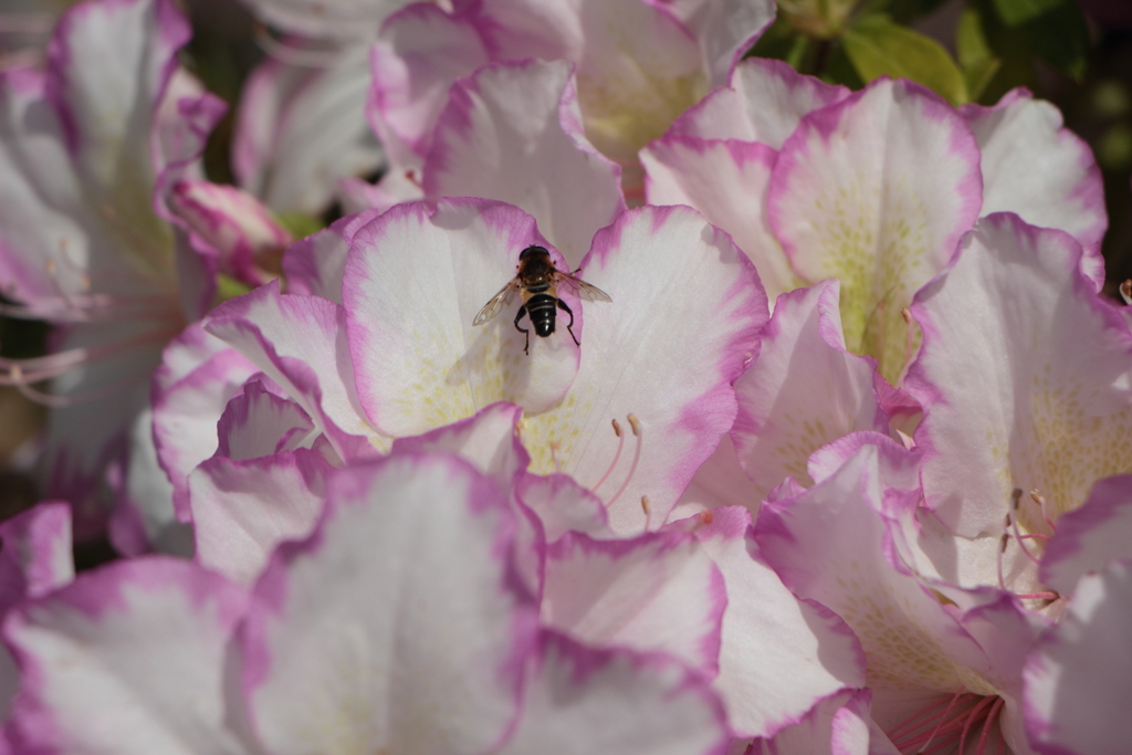 美味しい蜜を求めて