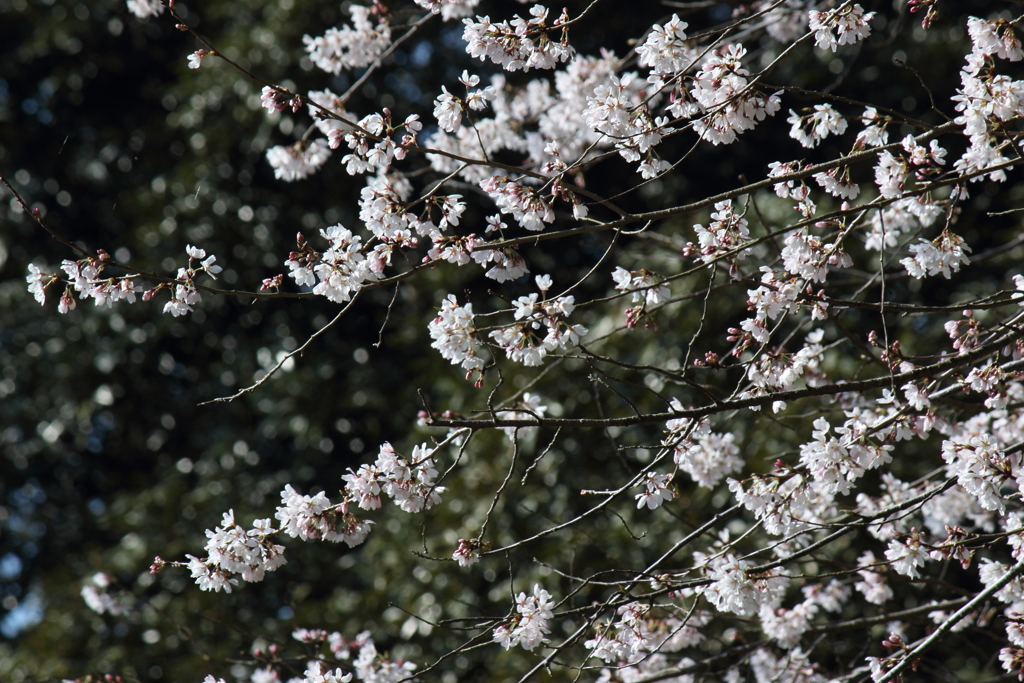 野山も里も