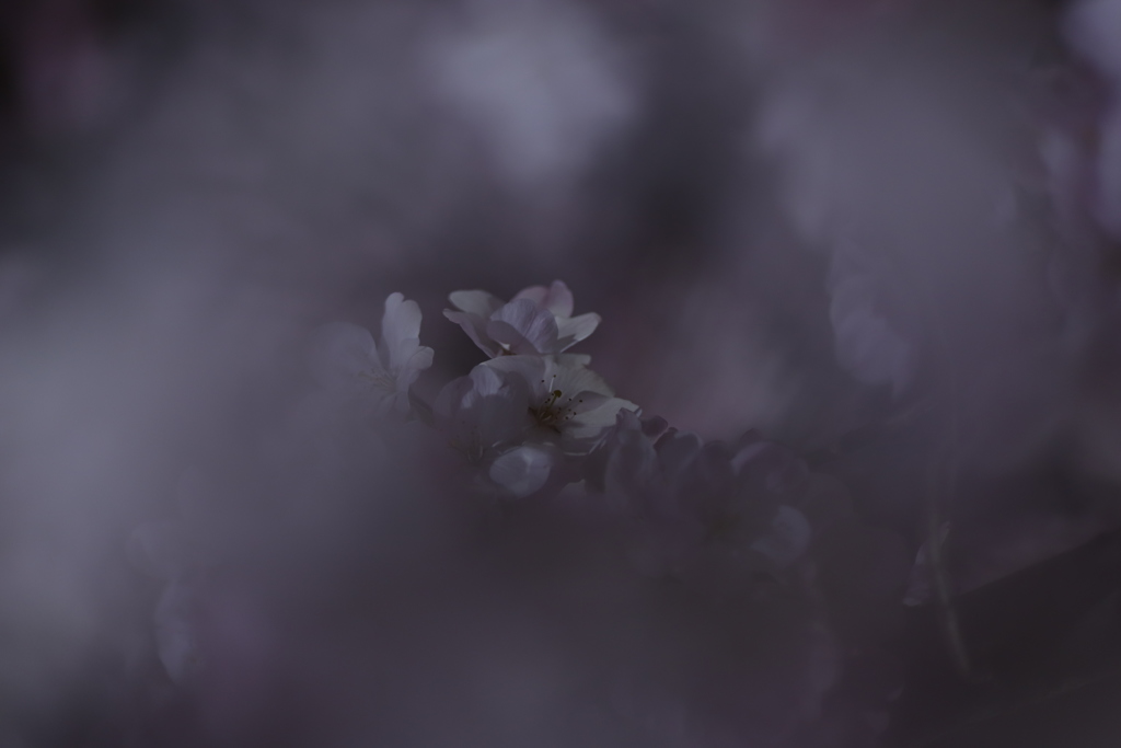 桜の精