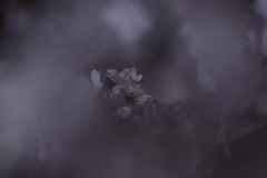 桜の精