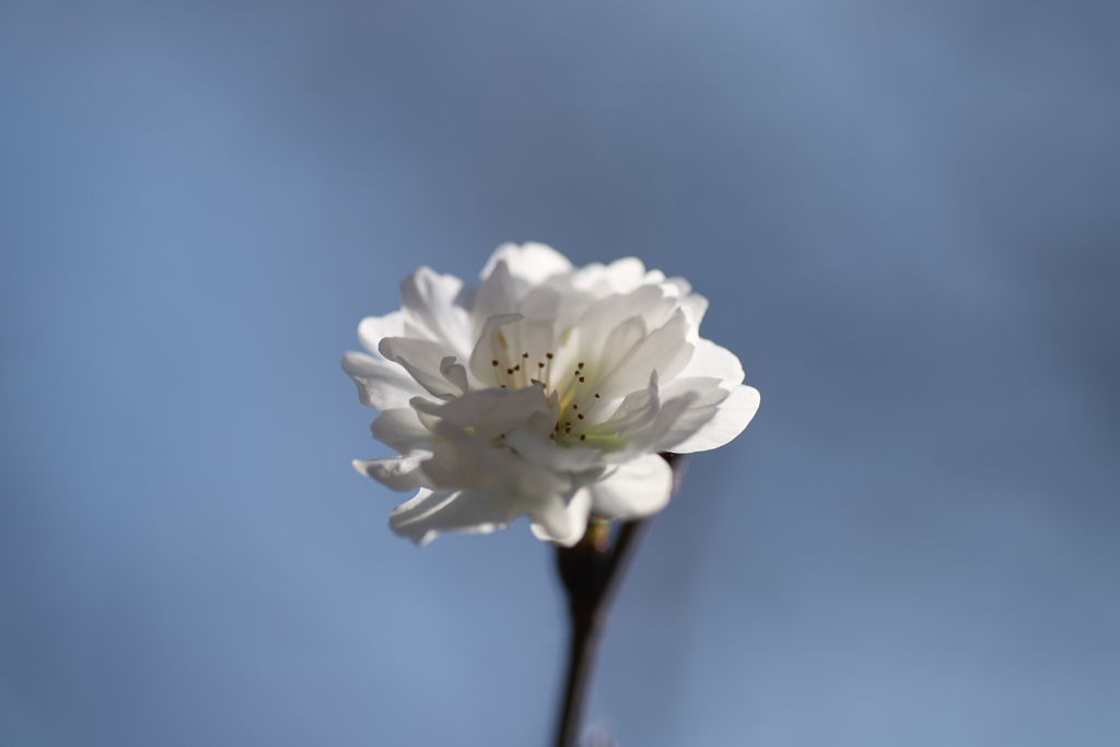 冬桜