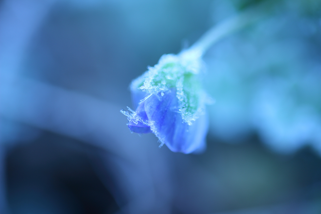 花冷え