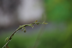 緑雨