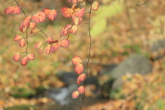 秋も終わり（3）