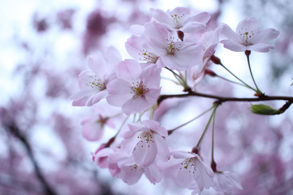 桜便り
