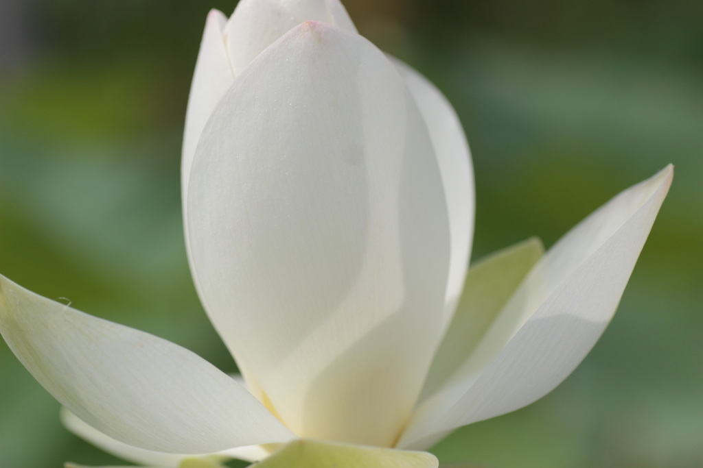 Lotus（１）