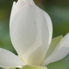 Lotus（１）