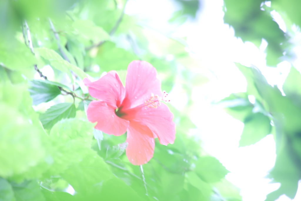 ハイビスカス