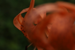 陽気