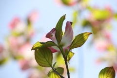 薄紅色の～♪
