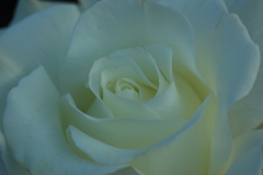 秋の陽に（10）